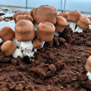 Consultoria especializada em cultivo de cogumelos